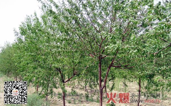 歌手袁书悦专辑《爱你绝口不提》 用坚强演艺大爱人生“3377