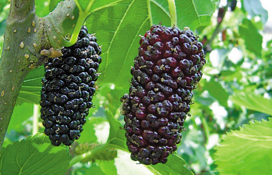 市妇联到同古镇平竹村开展“六一”慰问活动‘3377官网’(图1) 市妇联到同古镇平竹村开展“六一”慰问活动‘3377官网’(图1)