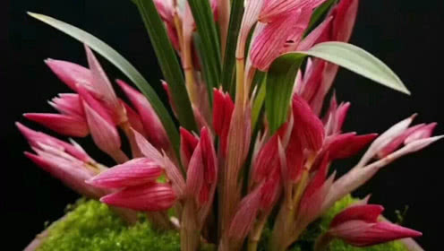 3377app-《死亡细胞》DLC“坏种子”宣传动画 本日正式上线(图1) 3377体育