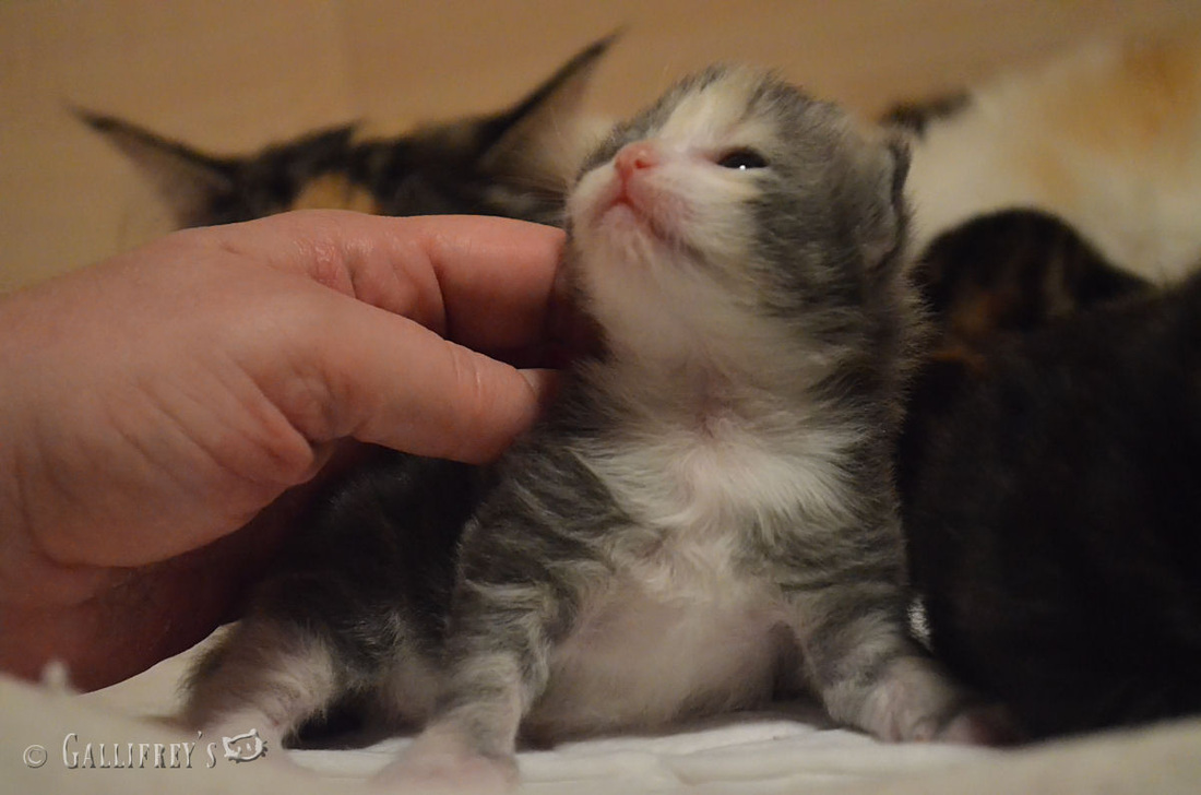 石龙镇扎实做好60岁以上老人城乡居民养老保险生存认证工作|3377官网(图1) 3377体育