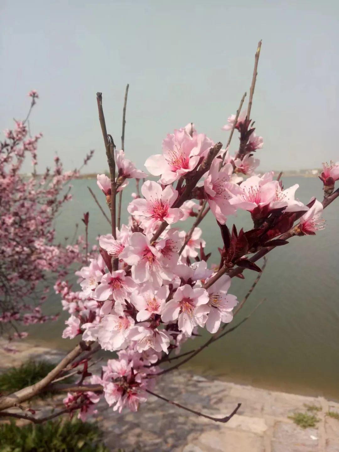 钟山扎实推进灾后农业生产有序开展:3377体育(图2) 3377官网